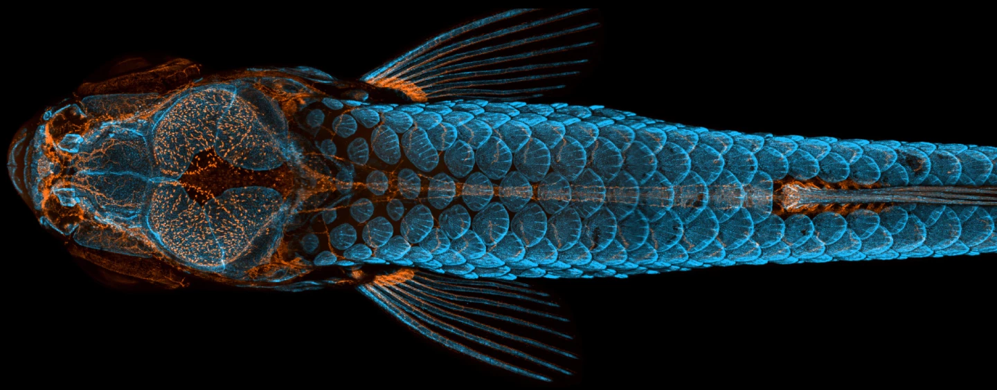 1st Place. Dorsal view of bones and scales (blue) and lymphatic vessels (orange) in a juvenile zebrafish