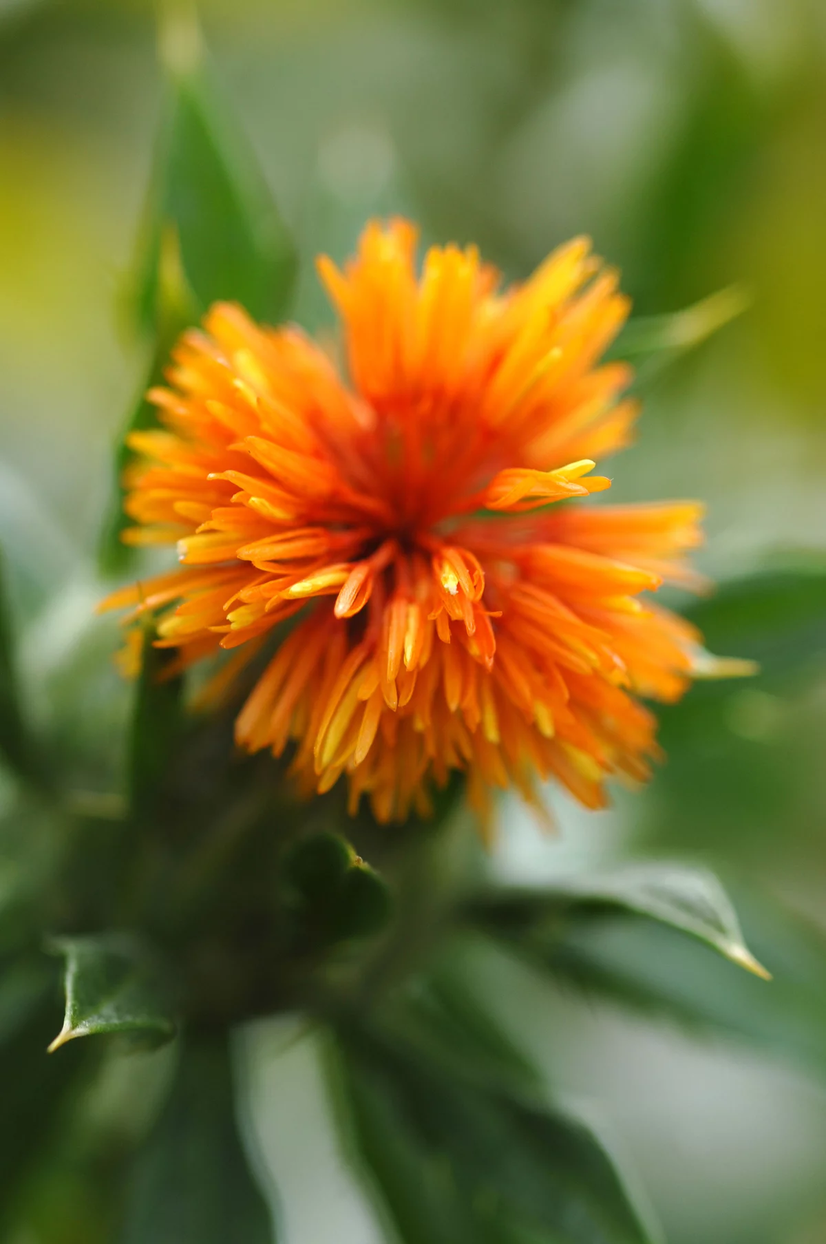 The "super high" oleic acid safflower developed by the CSIRO