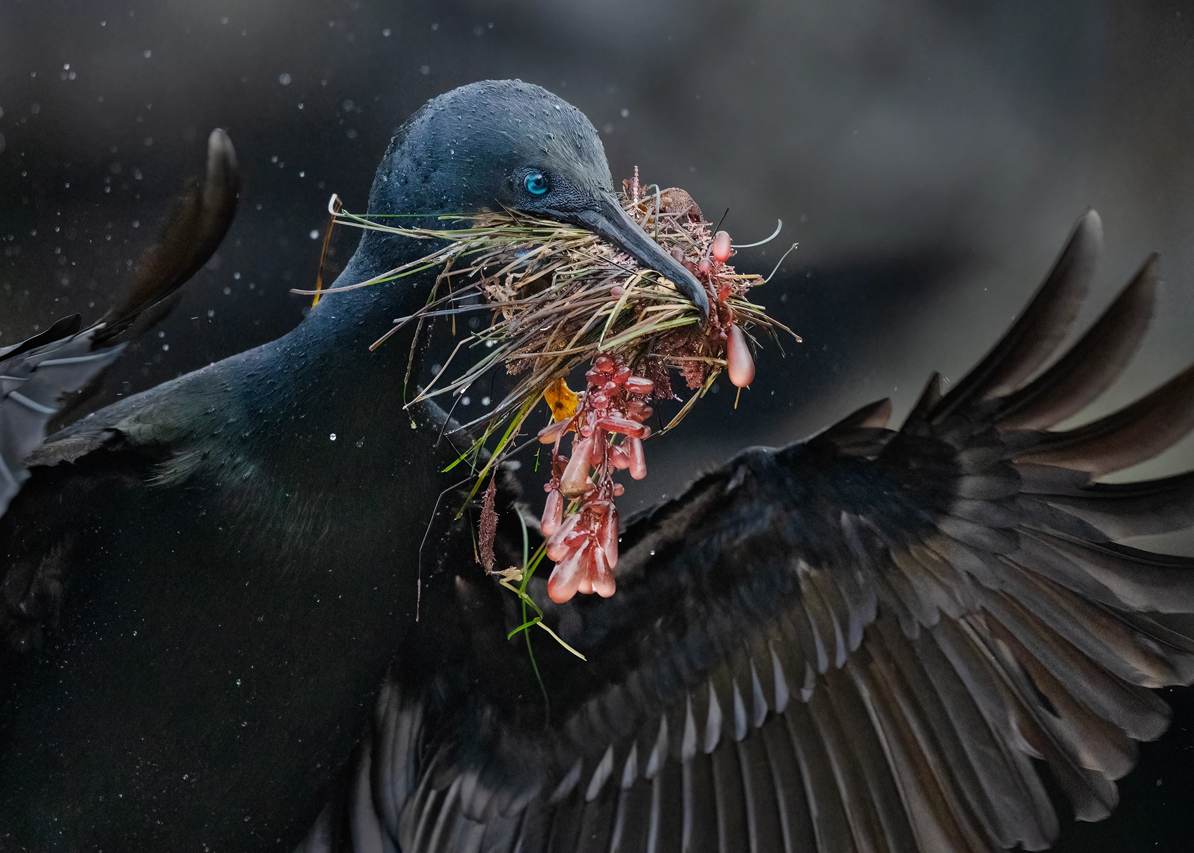 2025 Plants for Birds Winner, United States and Canada: Brandt's cormorant (Phalacrocorax penicillatus) by Barbara Swanson (California, US)