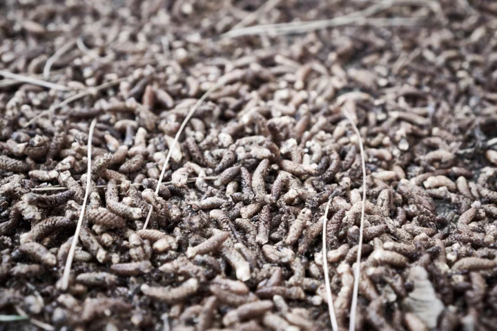 Maggots have been used to clean wounds throughout history, from Napoleon's army to experiments in World War I
