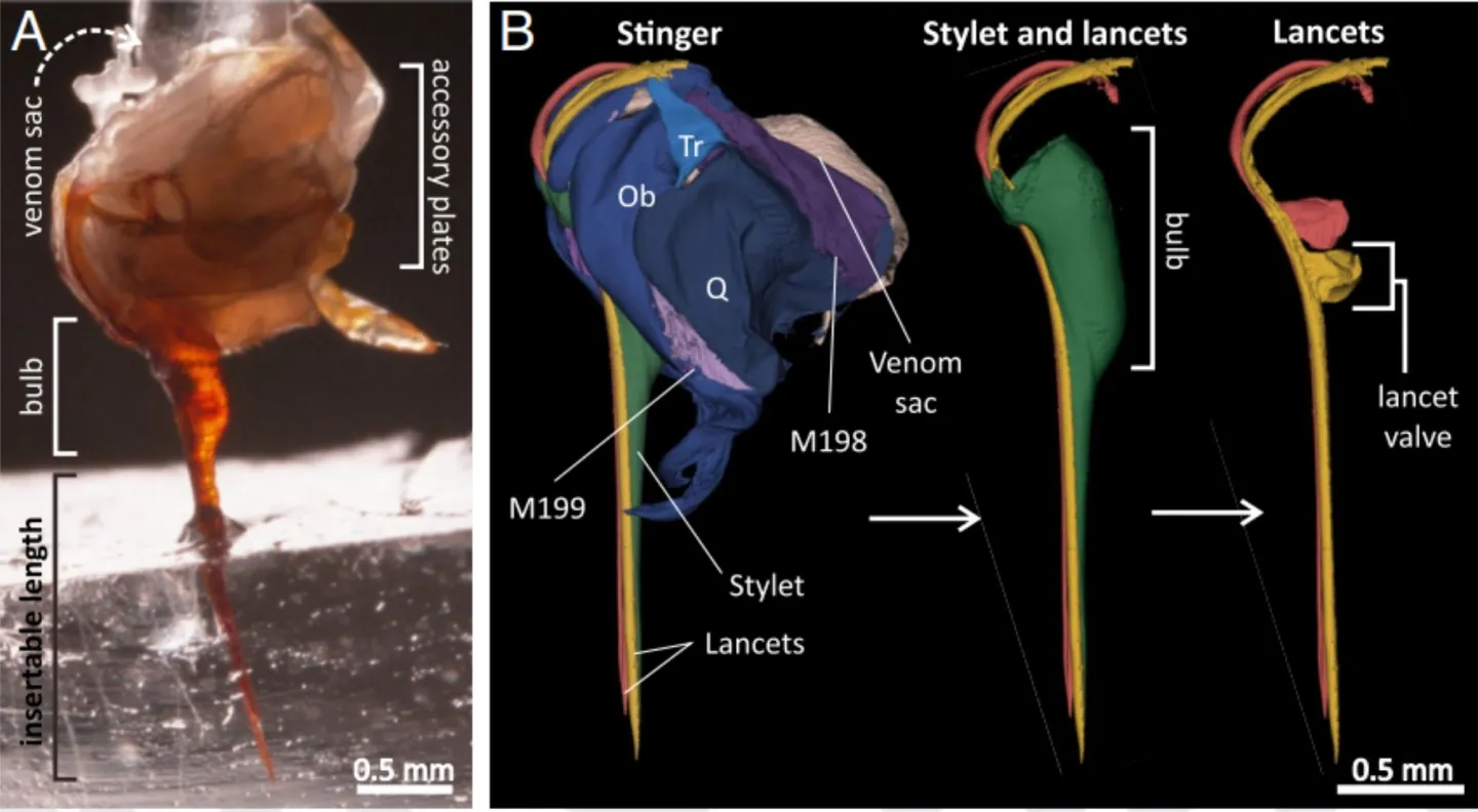 Details of a bee's stinging anatomy