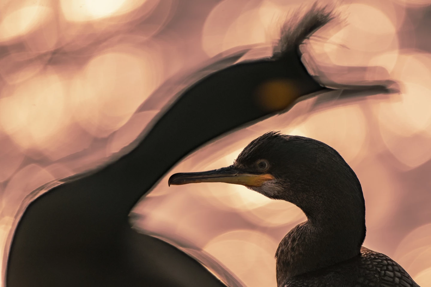 Overall Winner. Gold, Best Portrait. End of the Day. European Shag (Gulosus aristotelis). Vardø, Norway