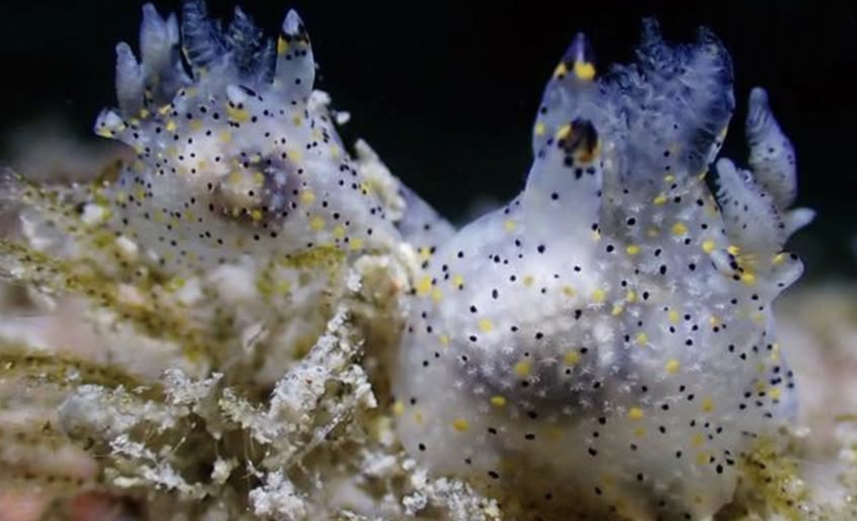 New sesame-seed-sized animal found living its best life off Taiwan coast