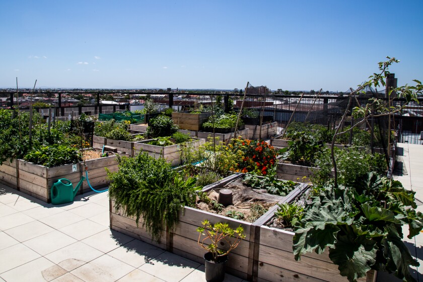Rows of planter boxes play host to lettuce, tomatoes, flowers and herbs, with one half allocated to individual lots and the other half the collective responsibility of the building (Photo: Nick Lavars/Gizmag.com)