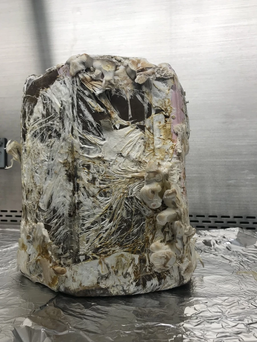 A prototype stool grown over two weeks