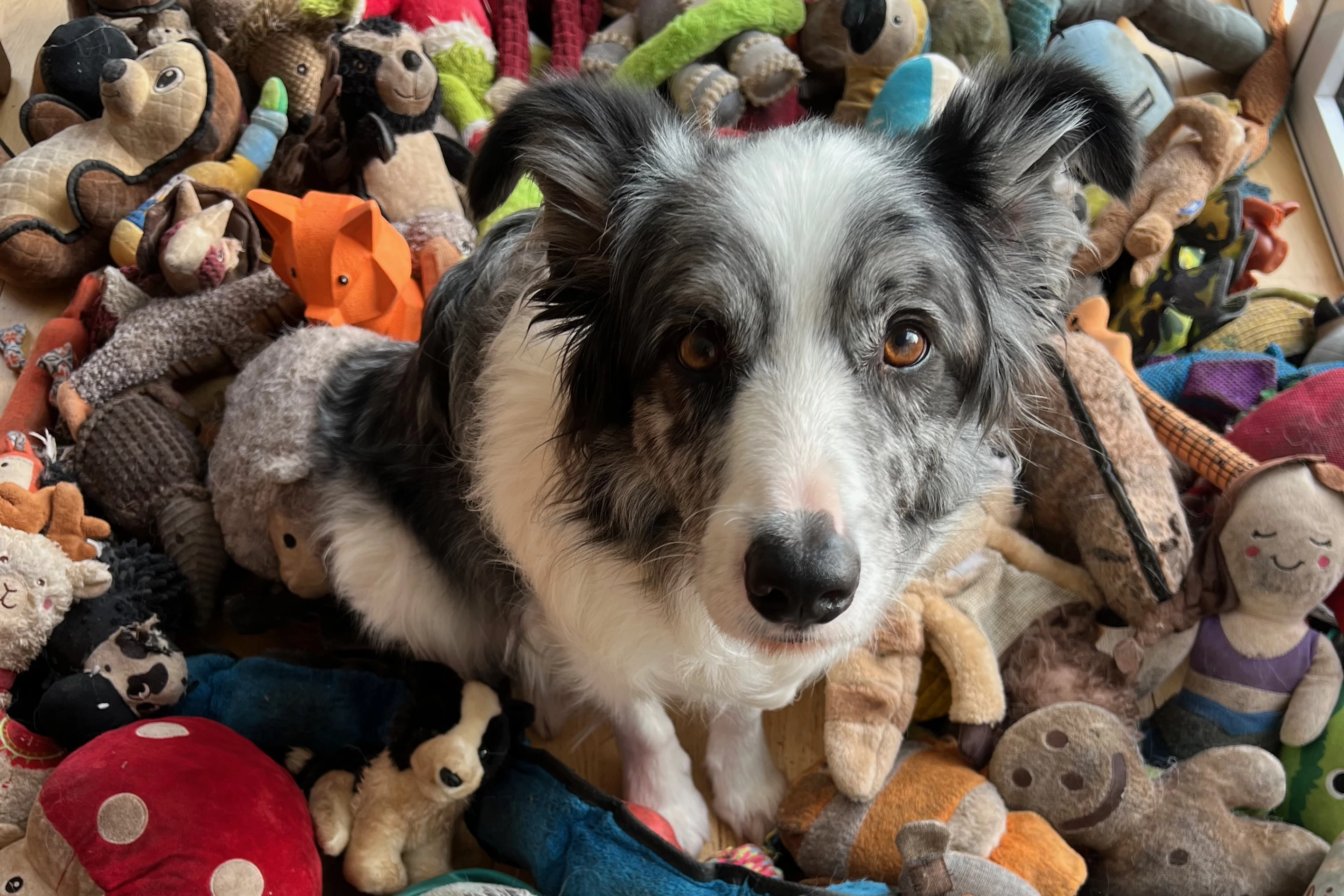 Gifted Word Learner dog Harvey, surrounded by his Pull and Fetch toys