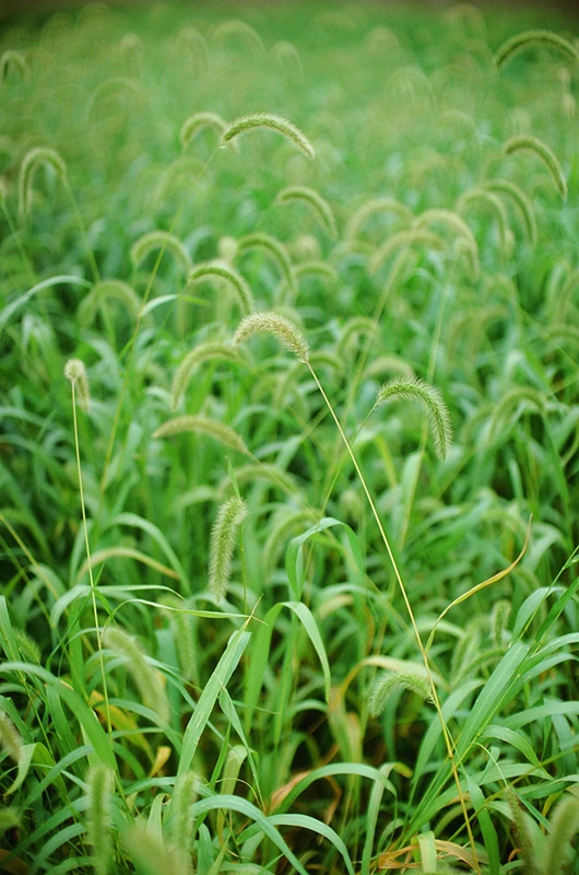 These sample images released by Kodak highlight the features of the new Ektachrome E100 film