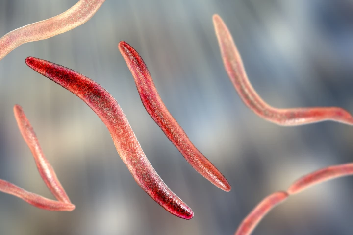 A study has found that infection with Fusobacterium nucleatum, a common mouth bacteria, is linked to the development of coronary heart disease