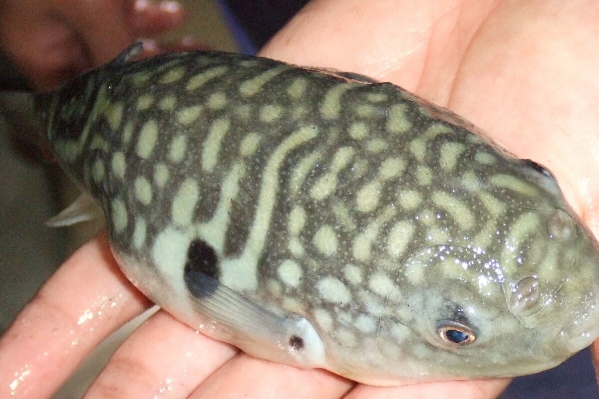 A Takifugu obscurus pufferfish ... prepare it with care