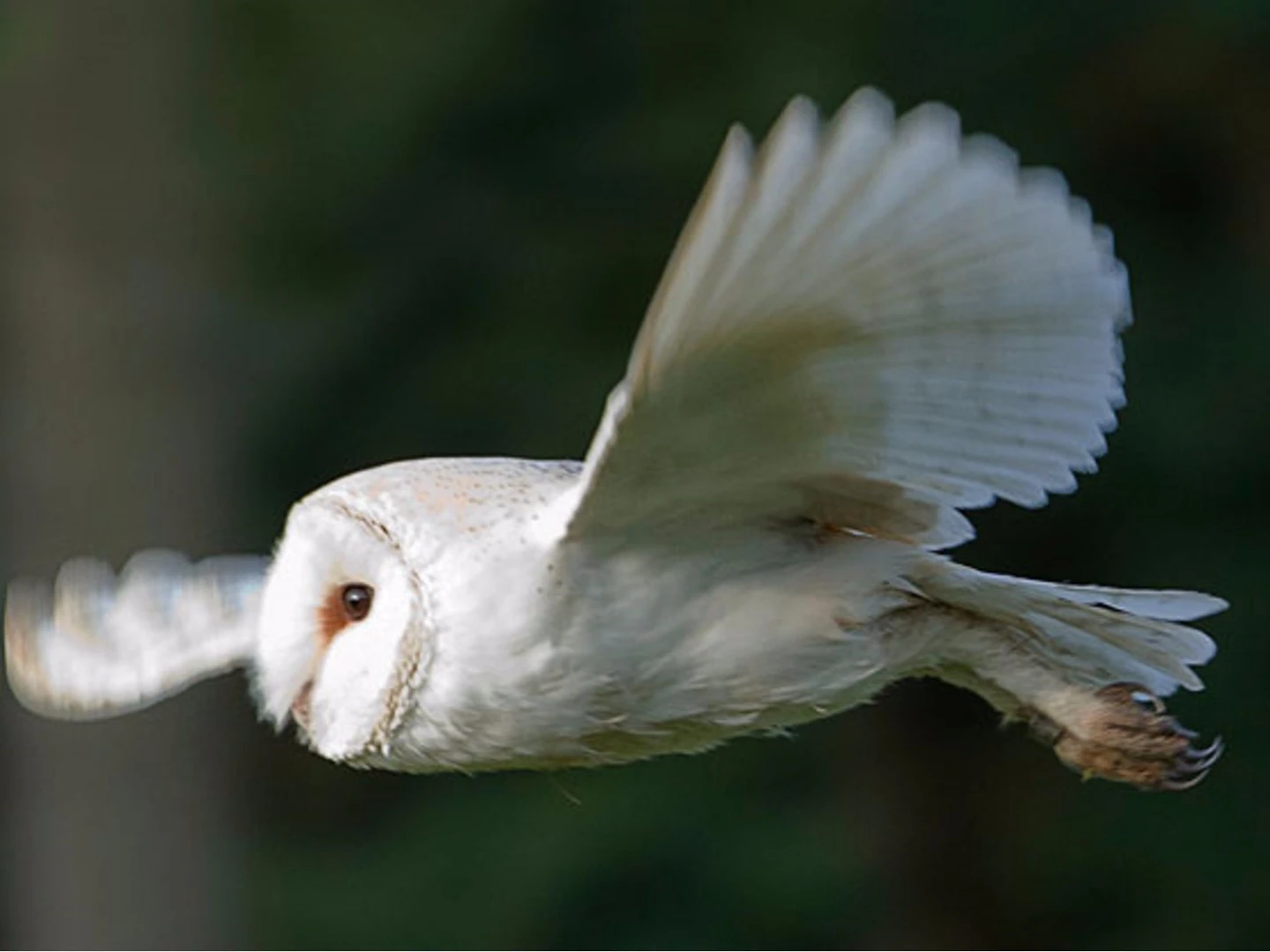 Owl wing structures could be the key to quieter air foils