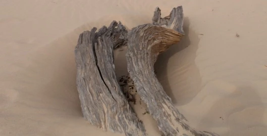 A new procedure to turn blocks of wood into artificial bones has been developed by Italian scientists