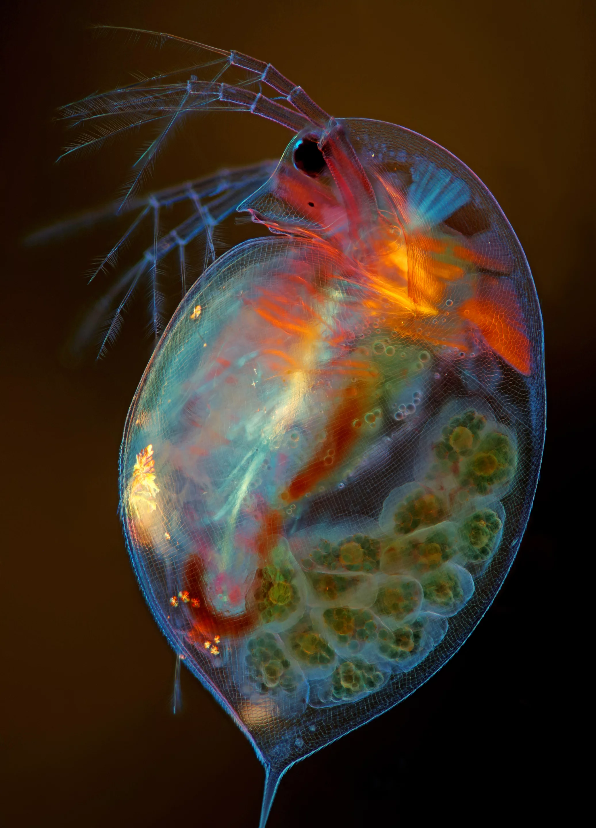 15th Place winner. Pregnant Daphnia magna (small planktonic crustacean)