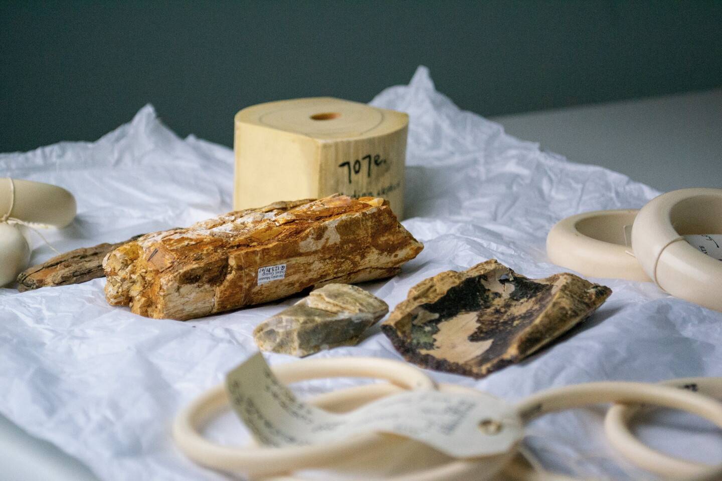 Samples of elephant and mammoth ivory utilized in the study – although complete tusks of the two materials may differ in appearance, such is not the case with small or carved pieces