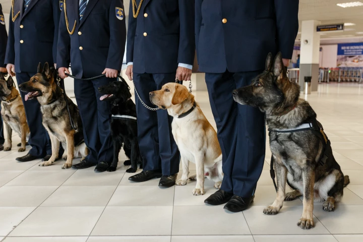 A study found the sniffer dogs were almost as accurate as PCR tests, at least in detecting those COVID-negative airport patrons