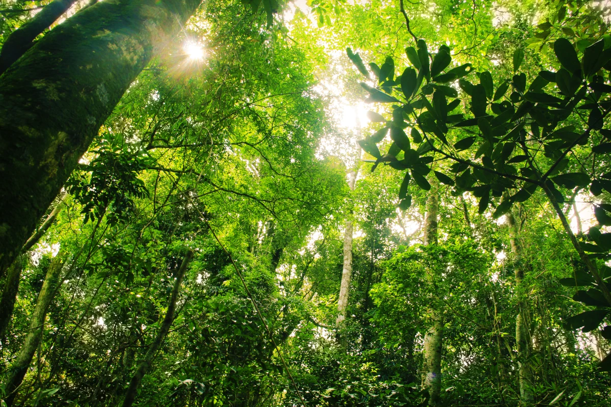 Ecosystems like this Brazilian ranforest are feeling the effects of human development