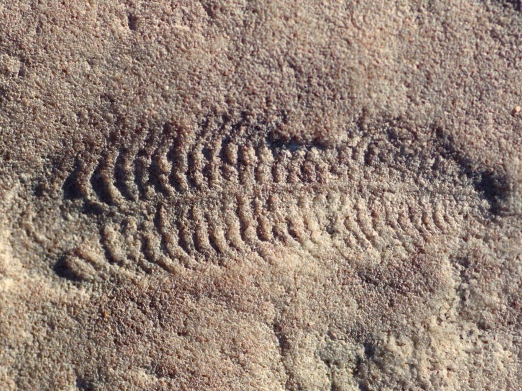Earliest animal known to have a head was also right-handed