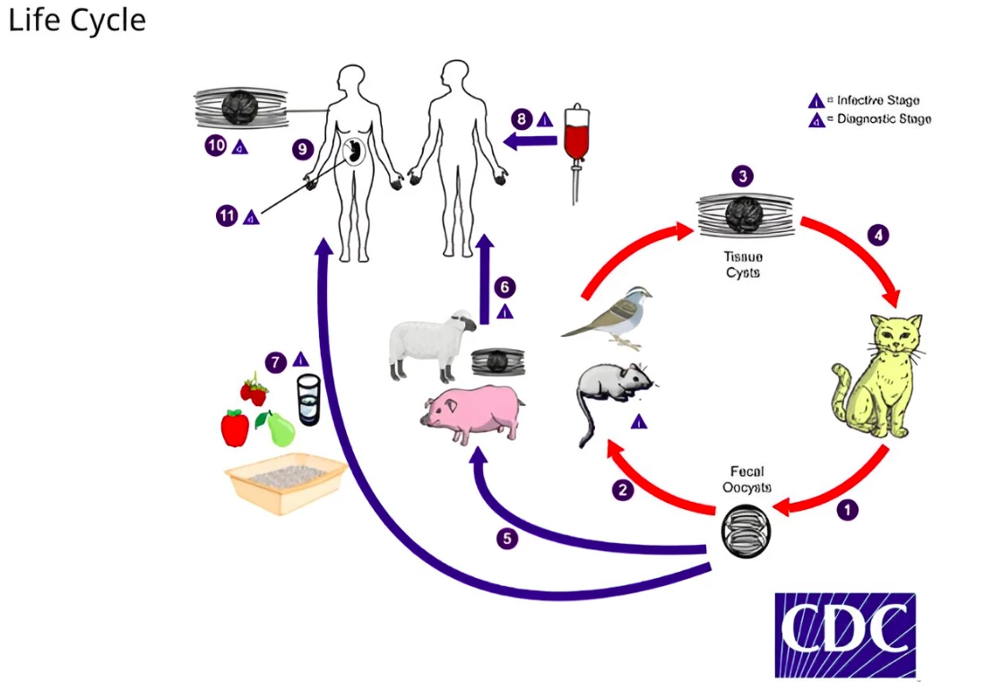 The complex life cycle of T. gondii