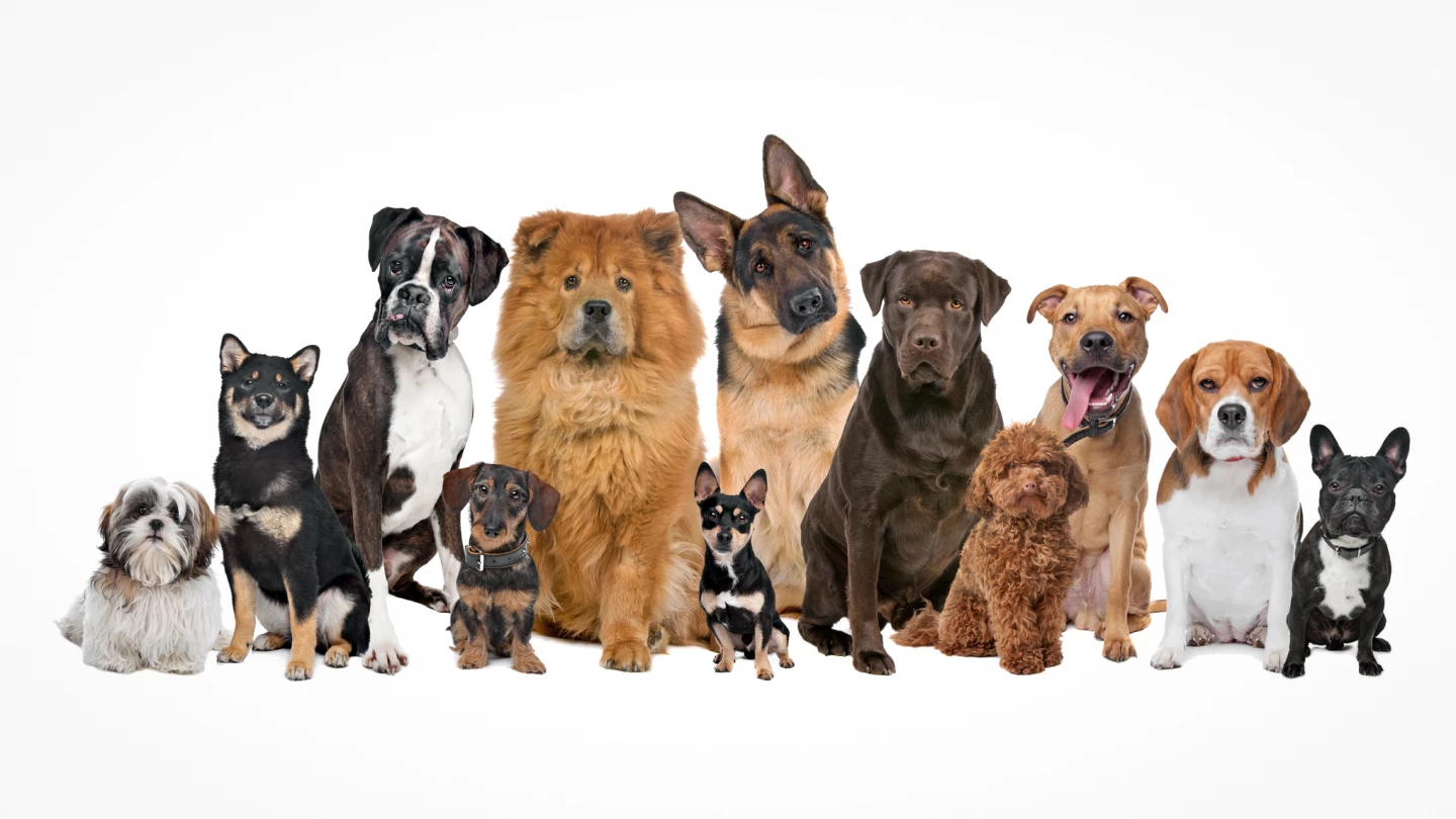 The largest-ever study of dog behavior reveals what shapes canine traits