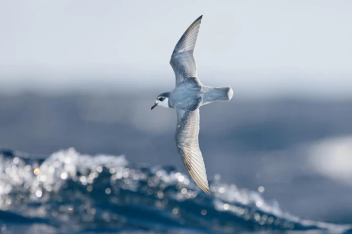 A blue petrel in flight