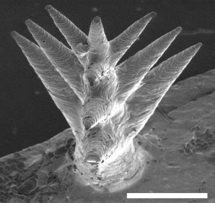 A microscope image of the cacti-inspired spines that line the new membrane and collect water from thin air