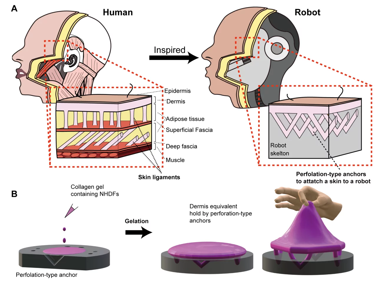 This diagram illustrates the parallels between natural skin ligaments and the V-shaped perforations
