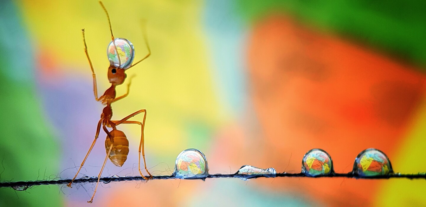 It took the photographer 4 hours to take this shot of an ant carrying water drops spreaded on a piece of thread