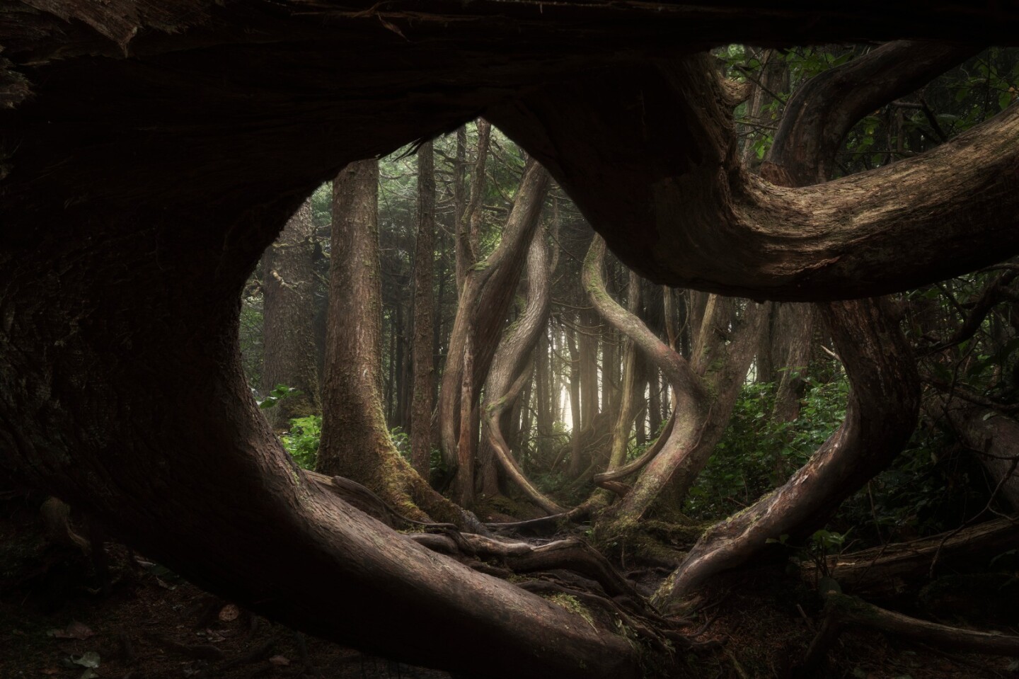 Twisted Forest - one of the photographs in Adam Gibbs's grand prize winning portfolio