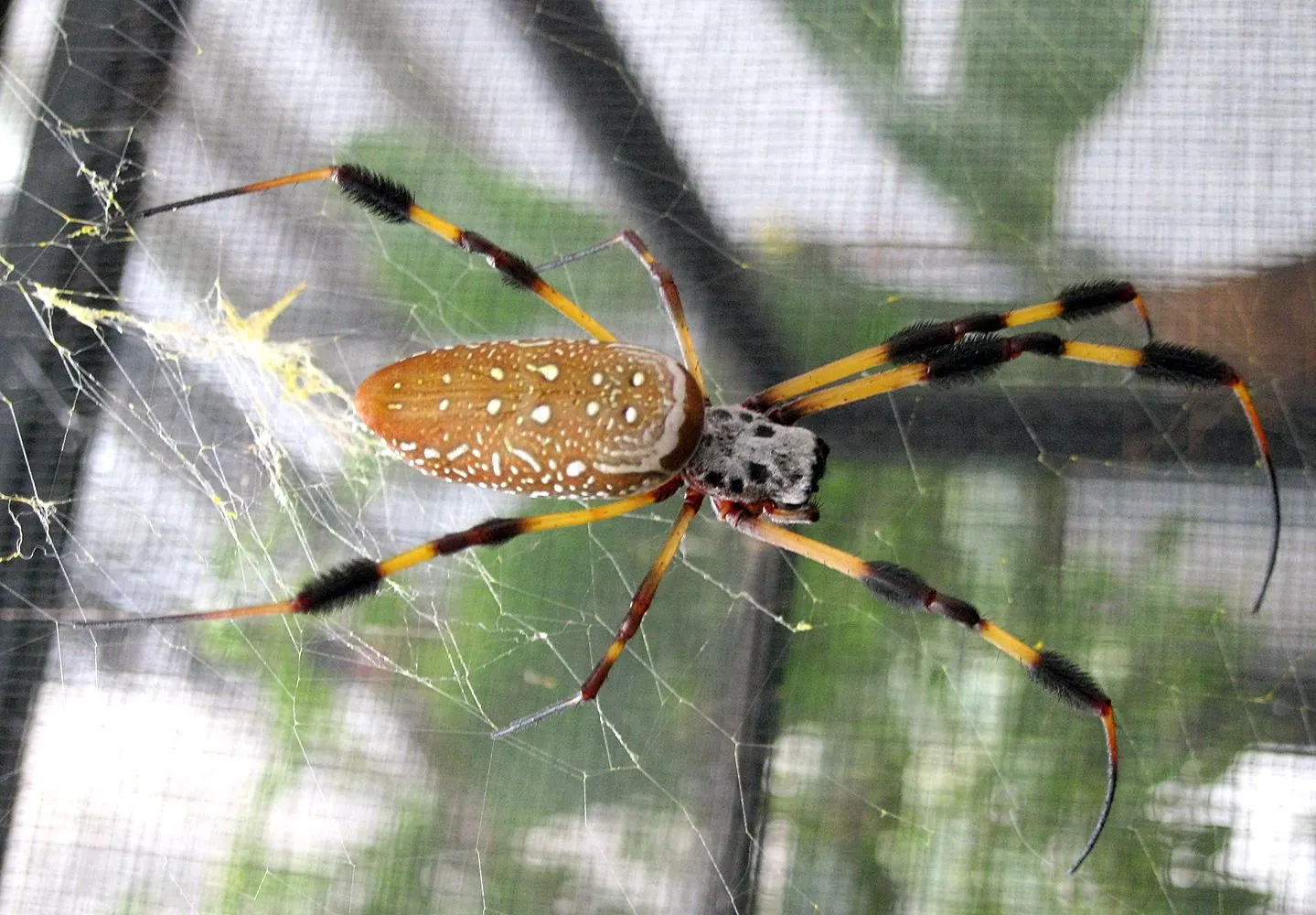 One of Xinwei Wang's golden silk orbweaver spiders