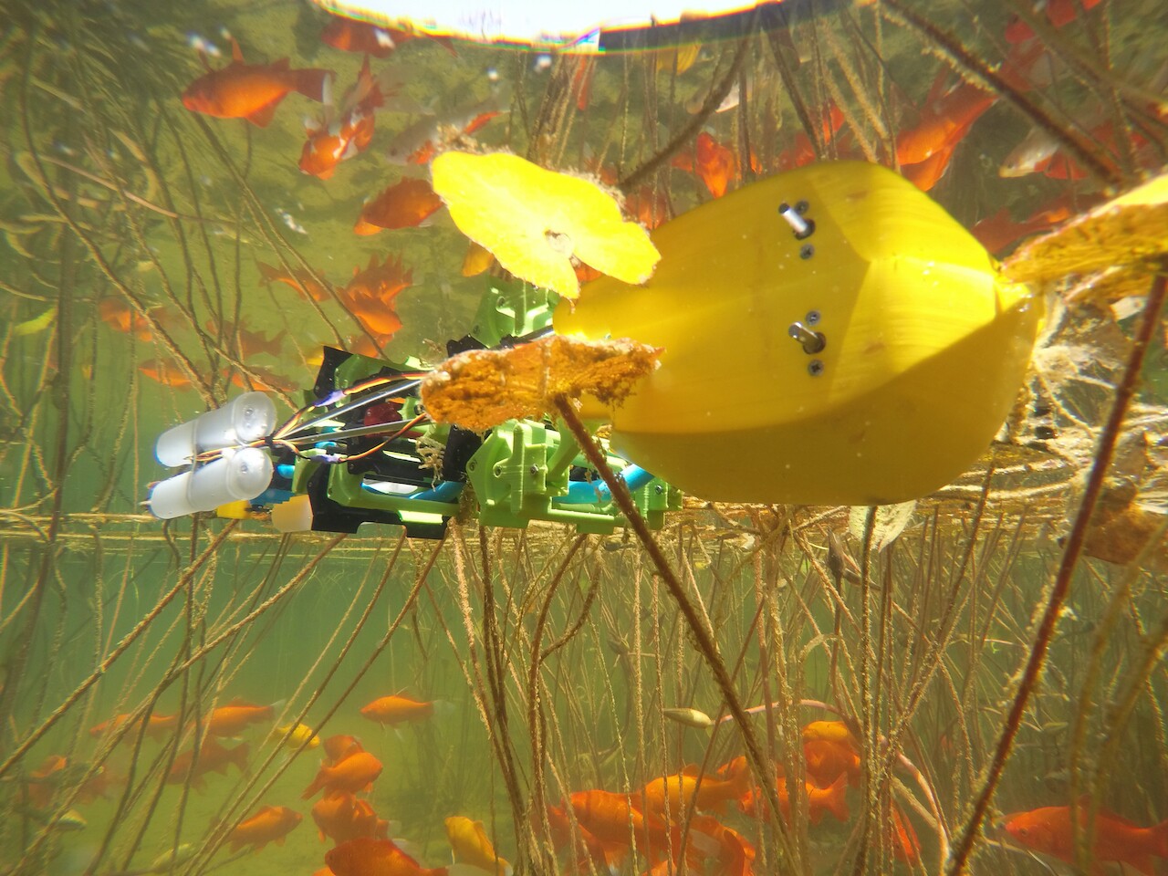 An underwater view of the AmphiSAW robot