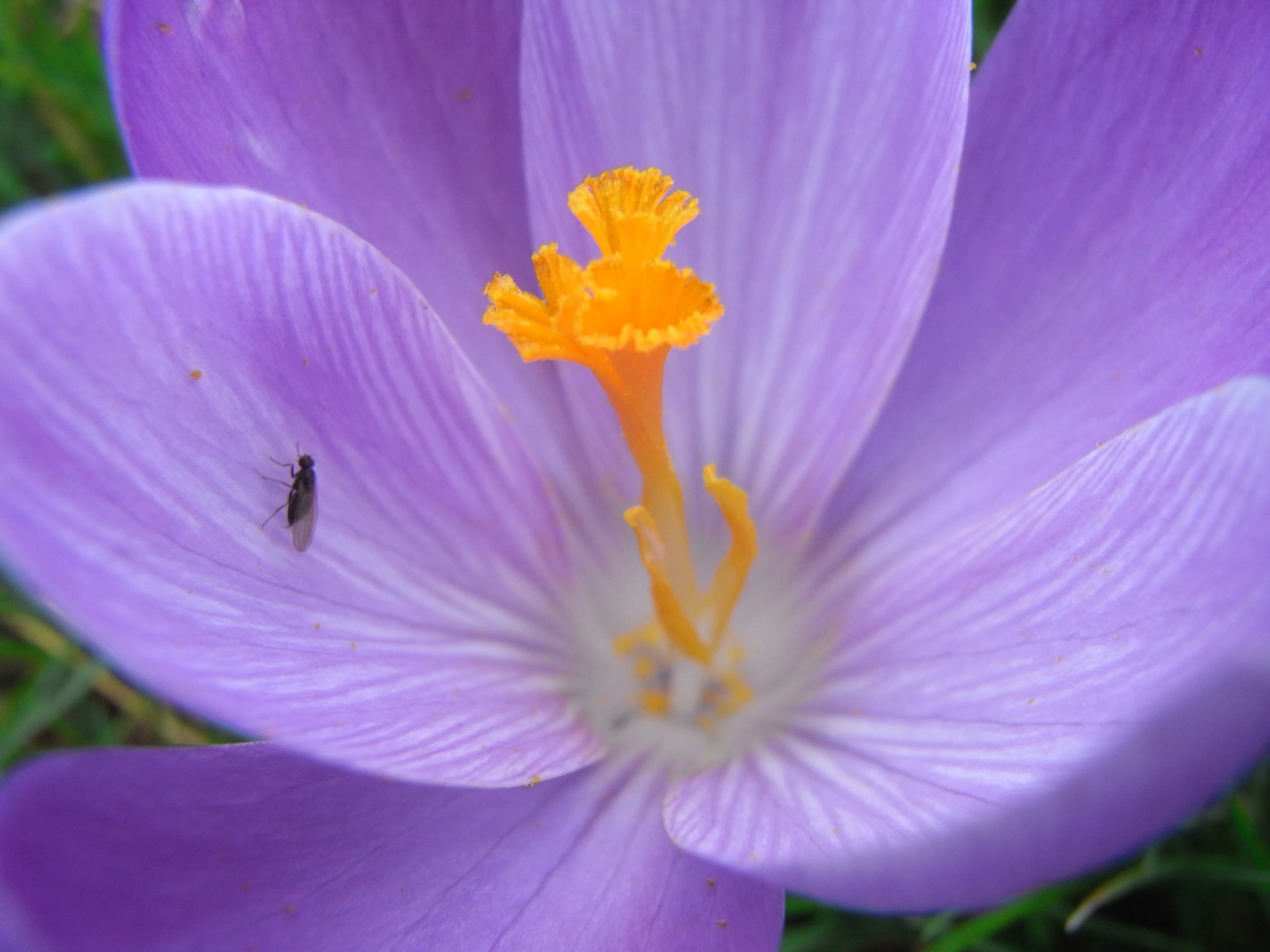 Before: flower close-up with fly (Photo: Gizmag)