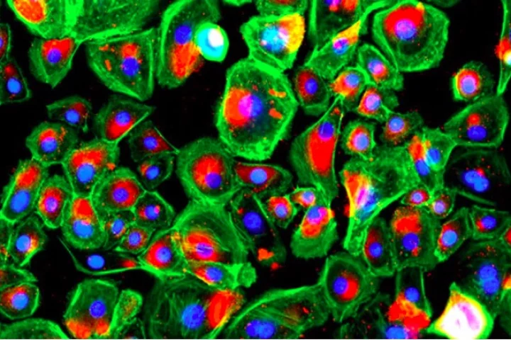 Stained epidermis cells cultured on A5G81