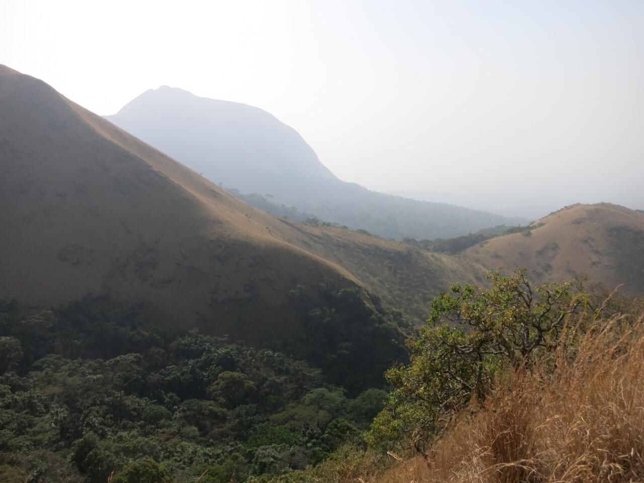 The Nimba Mountains in Guinea have peaks rising between 1,600 - 1,750 meters (about 1 mile) above sea level and are surrounded by drastically different lowland habitats