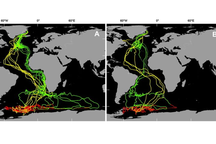 Interpolated geolocation tracks of 11 Arctic terns tracked from breeding colonies in Greenland (n = 10 birds) and Iceland (n = 1 bird). Green = autumn (postbreeding) migration (August/November), red = winter range (December/March), and yellow = spring (return) migration (April/May). Two southbound migration routes were adopted in the South Atlantic, either (A) West African coast (n = 7 birds) or (B) Brazilian coast. Dotted lines link locations during the equinoxes