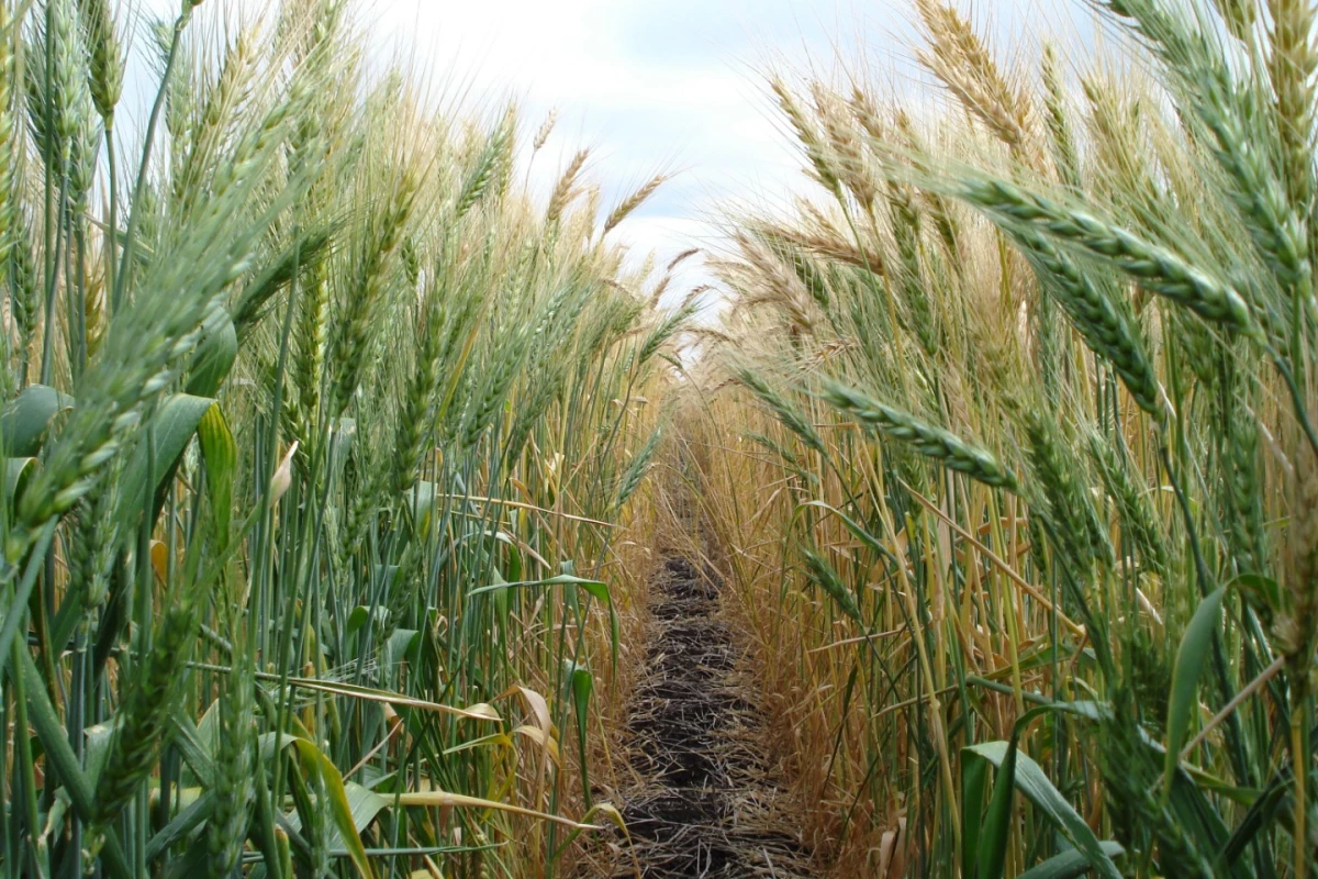 Modern wheat varieties have out-performed older varieties in side-by-side field trials under both optimum and harsh growing conditions