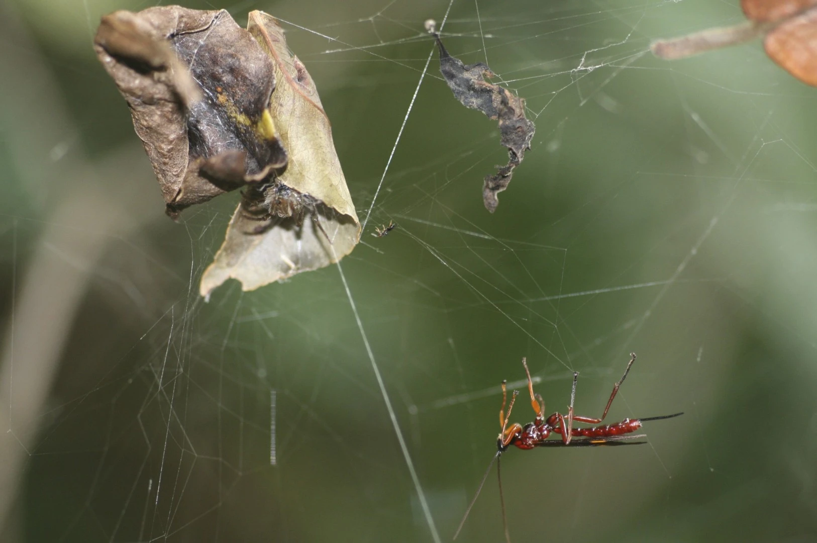 A parasitic wasp prepares to attack a spider, in order to "zombify" it