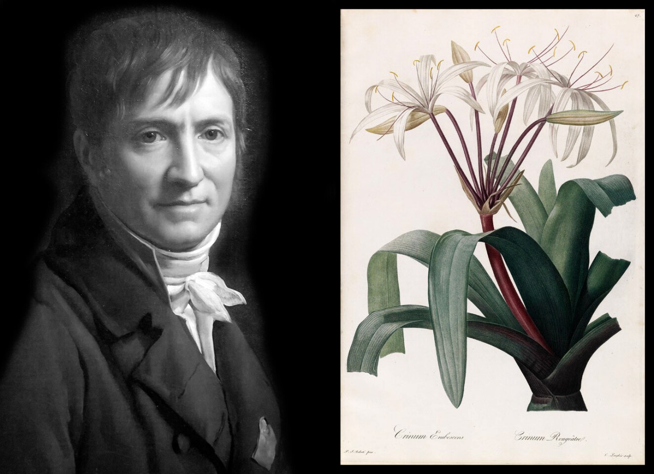 $262,500 | Blush-Colored Crinum (Crinum Erubrscens) by Pierre-Joseph Redoute | Auction House: Arader Galleries | Sale price: US $262,500 | Official Estimate: US$150,000 to $200,000 | Date of sale: September 29, 2018