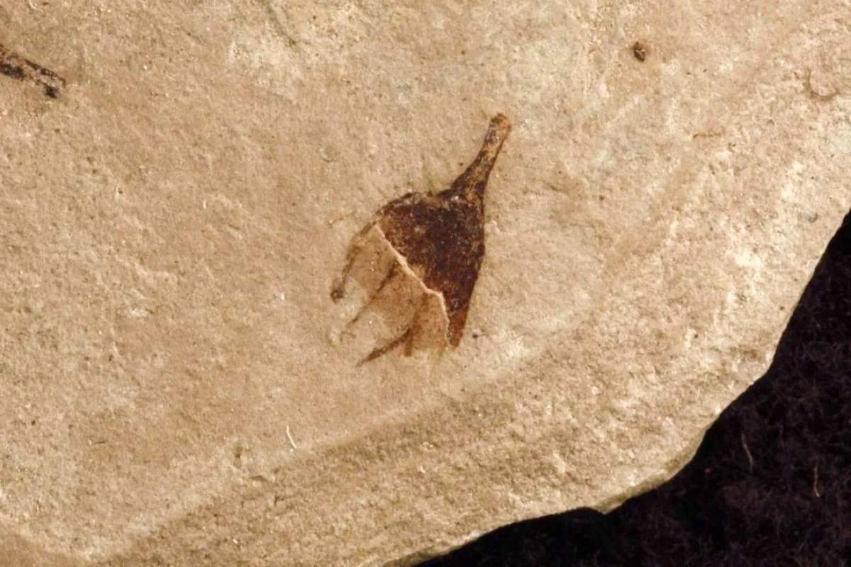 Researchers identified this fossil as a chili pepper due to its unique 'hat'. The discovery has caused scientists to rethink the plant's evolutionary timeline