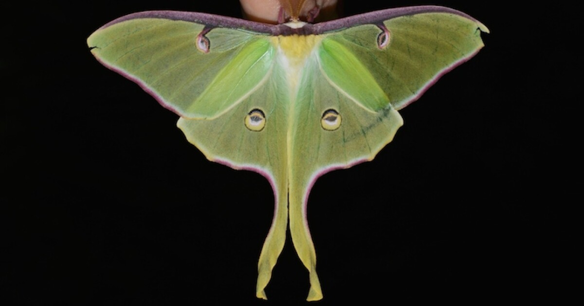 The Twisted Tail Of Luna Moths Acoustic Camouflage The Twisted Tail Of Luna Moths Acoustic Camouflage