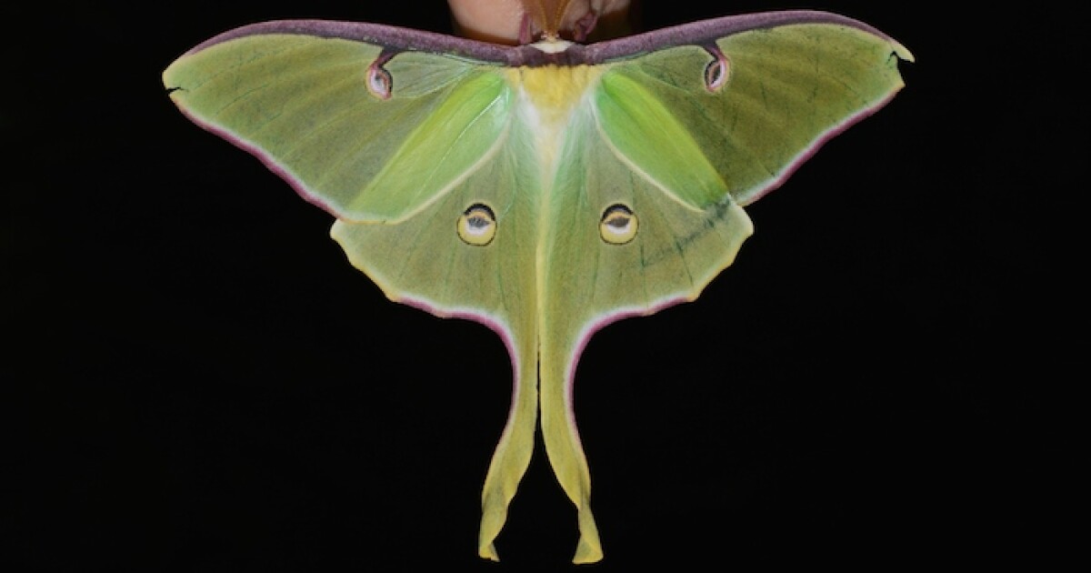 The Twisted Tail Of Luna Moths Acoustic Camouflage