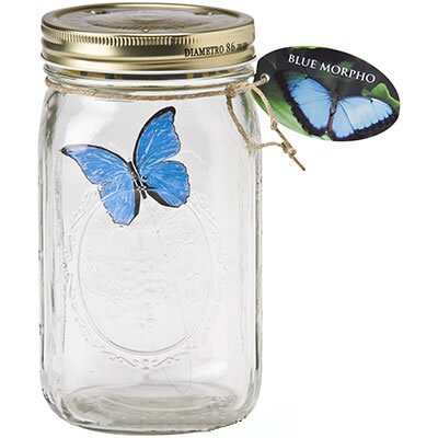 The Blue Morpho version of My Butterfly