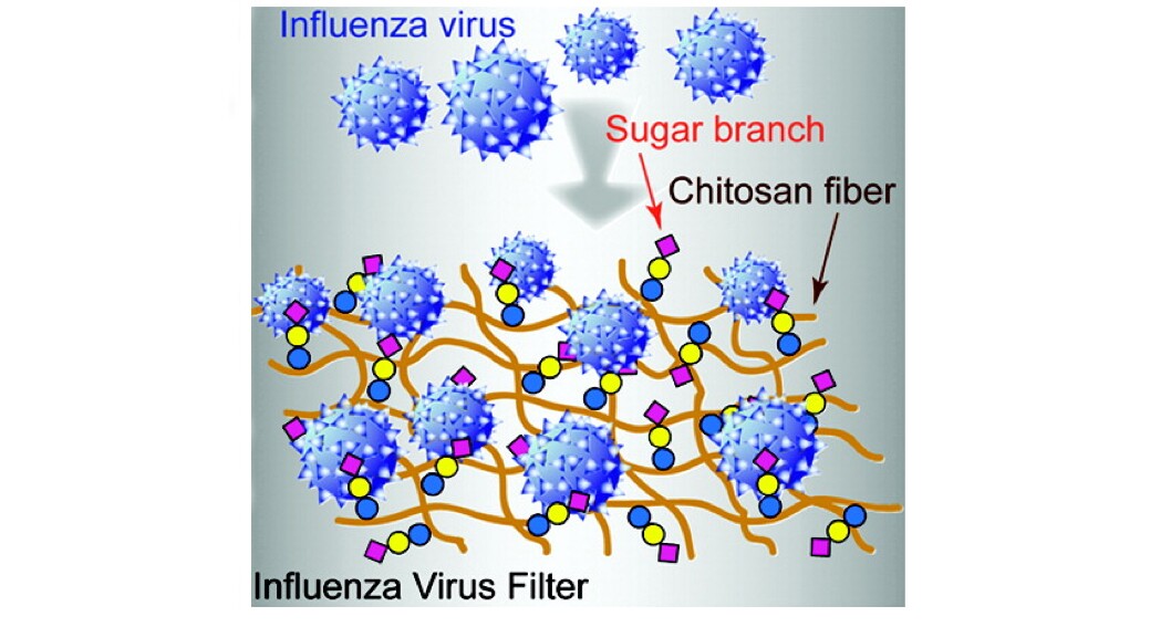 Schematic of how modified chitosan traps viruses (Image: American Chemical Society/ ACS Journal Biomacromolecules)