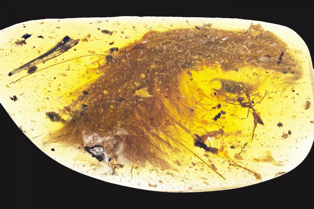 Soft tissue in dinosaur fossils the evidence hardens