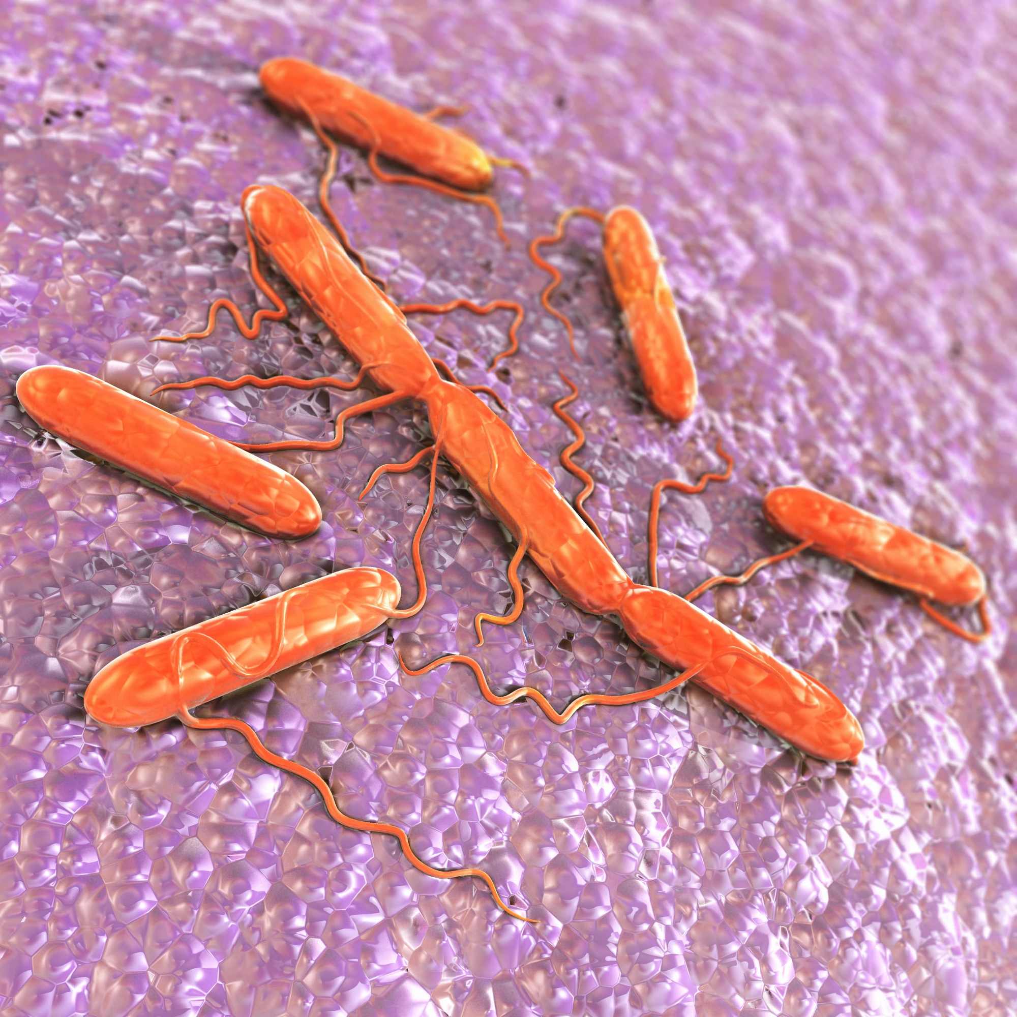A new approach targets bad bacterai, such as Salmonella (pictured), while leaving good bacteria untouched (Image: Shutterstock)