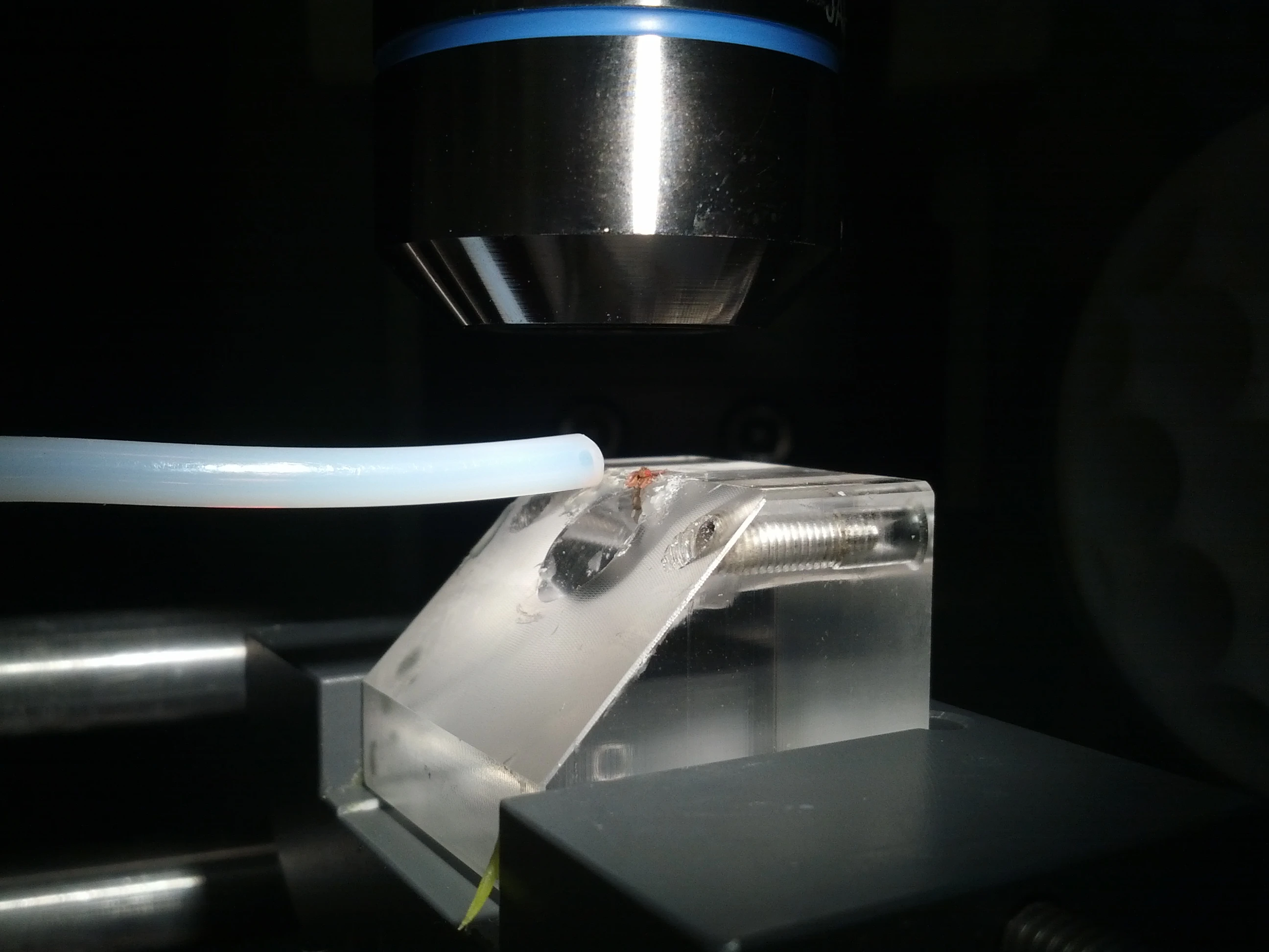 A fruit fly sits on a podium in the middle of the picture, while scents are emitted from the tube on the left and directed towards the fly