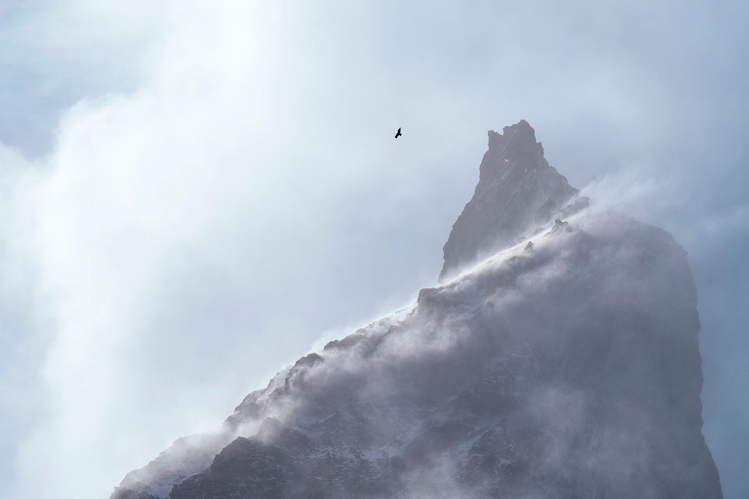 2025 Birds in Landscapes Honorable Mention, United States and Canada: Andean condor (Vultur gryphus) by Charlie Sandbo (Oregon, US)