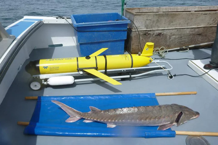 The OTIS glider and an Atlantic sturgeon, which is about to be tagged and released (Activities authorized under NMFS Permit No. 16507-01)