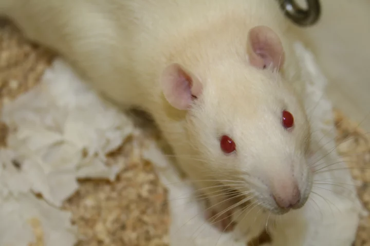 Scientists have successfully replaced a rat's cerebellum with a chip programmed to perform the same functions (Photo: Jean-Etienne Poirrier)