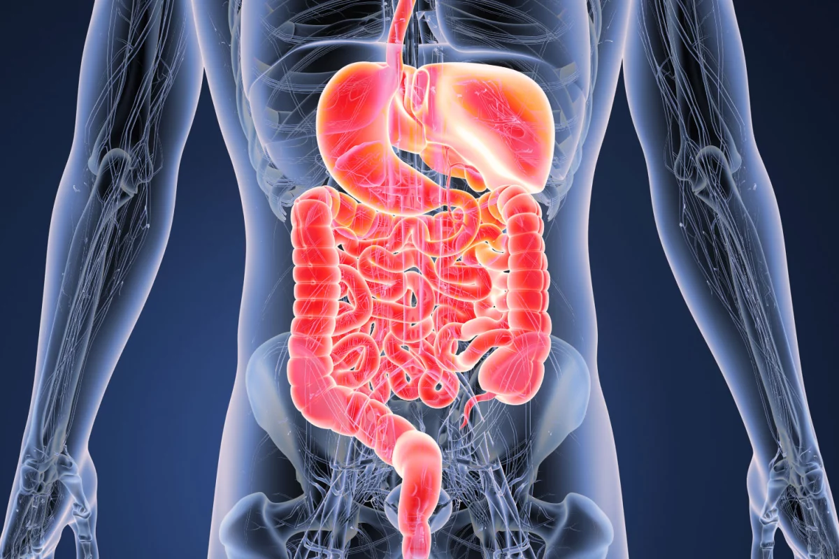 A new, non-invasive test for bowel diseases looks for signs of "leaky gut" in blood and stool samples