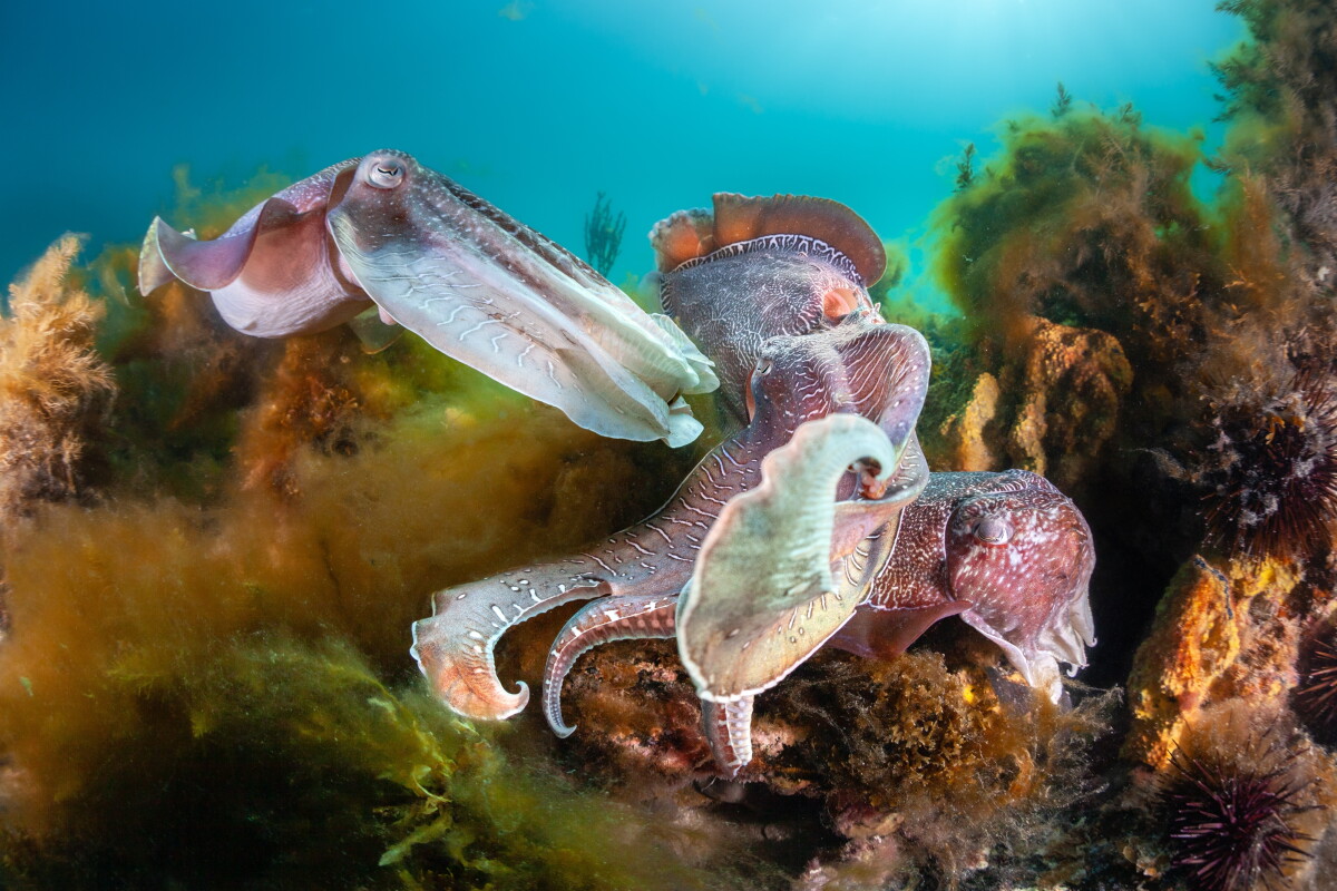 Tiny turtles to cuttlefish combat: 2026 photo winners revealed