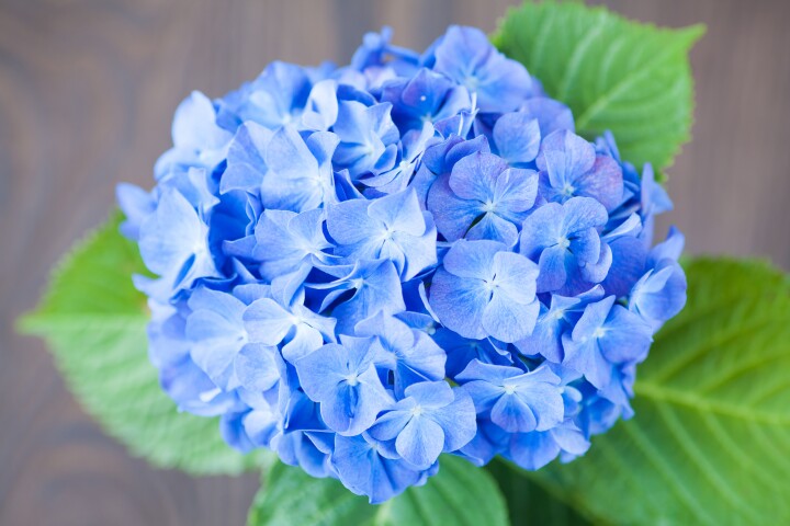 Researchers have found that a substance found in hydrangea leaves may be an effective treatment for Alzheimer's disease